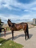 Recreatie paard, Dieren en Toebehoren, Paarden, Merrie, Gechipt, Zadelmak, 160 tot 165 cm
