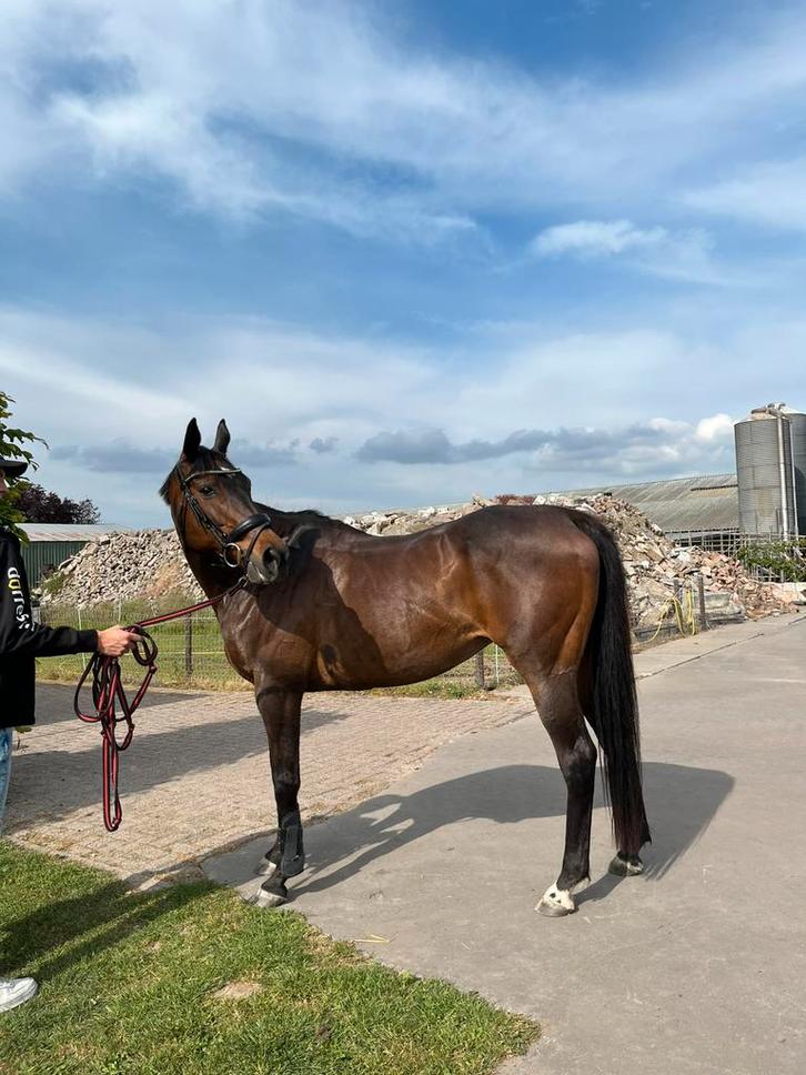 Recreatie paard, Dieren en Toebehoren, Paarden, Merrie, Zadelmak, 160 tot 165 cm, Recreatiepaard, Met stamboom, Gechipt, Ontwormd