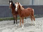 Twee mooie correcte jaarlingen hengsten, Dieren en Toebehoren, Pony's, Hengst, Onbeleerd, D pony (1.37m tot 1.48m), 0 tot 2 jaar