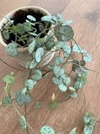 Stekje Ceropegia woodii, Ophalen, Overige soorten, Minder dan 100 cm