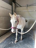 E-Pony te koop, Dieren en Toebehoren, Paarden, Merrie, Minder dan 160 cm, Niet van toepassing, Gechipt