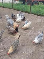 Kippen, Dieren en Toebehoren, Pluimvee, Vrouwelijk, Kip