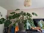 Plant monstera / gatenplant groot, Huis en Inrichting, Kamerplanten, Overige soorten, 100 tot 150 cm, Halfschaduw, In pot