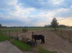 Pensionstalling shetlander, Weidegang, 1 paard of pony