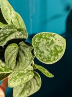 Scindapsus Pictus Silvery Ann, Huis en Inrichting, Kamerplanten, Ophalen of Verzenden, Halfschaduw, Minder dan 100 cm