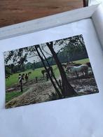 STICHTING. "DE PAARDENKAMP" RUSTHUIS VOOR PAARDEN SOEST, Ophalen of Verzenden, Utrecht