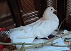 Witte pauwstaart - gratis ophalen, Dieren en Toebehoren, Vogels | Duiven, Geslacht onbekend, Overige soorten