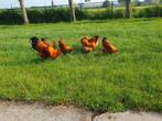 New Hampshire kippen haan, Dieren en Toebehoren, Pluimvee, Meerdere dieren, Kip