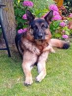 Duitse herdershond, Rabiës (hondsdolheid), Reu, Eén hond, 3 tot 5 jaar