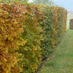 Haagbeuk “CARPINUS”, Tuin en Terras, Planten | Bomen, Ophalen of Verzenden, Bloeit niet, Halfschaduw, Overige soorten