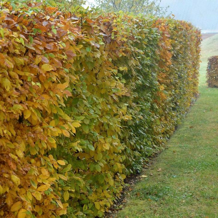 Haagbeuk “CARPINUS”, Tuin en Terras, Planten | Bomen, Overige soorten, Halfschaduw, Bloeit niet, Ophalen of Verzenden