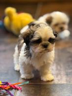 Malchi pups, Dieren en Toebehoren, Honden | Chihuahua's en Gezelschapshonden, België, Maltezer, CDV (hondenziekte), 8 tot 15 weken