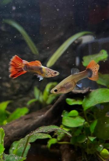 Guppy’s tekoop beschikbaar voor biedingen