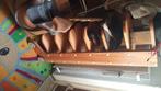 Schoenen rek, Ophalen, Gebruikt