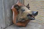 TAXIDERMIE, Wild zwijn BLOSSOM BROCANTE, Ophalen of Verzenden, Gebruikt
