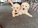 Labrador x Labradoodle, Dieren en Toebehoren, Rabiës (hondsdolheid), Overige rassen, 8 tot 15 weken, Meerdere