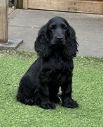 Engelse Cocker Spaniël pups | Teefjes, Dieren en Toebehoren, Honden | Retrievers, Spaniëls en Waterhonden, Nederland, CDV (hondenziekte)