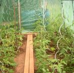Tomatensteunen/spiralen, Tuin en Terras, Palen, Balken en Planken, Overige typen, Minder dan 180 cm, Gebruikt, Ophalen of Verzenden