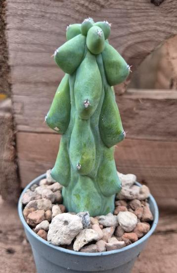 Boobiecactus Myrtillocactus geometrizans Fukurokuryuzinboku  beschikbaar voor biedingen