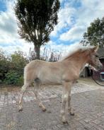 Haflinger hengst veulen, Dieren en Toebehoren, Niet van toepassing, 0 tot 2 jaar, Hengst, D pony (1.37m tot 1.48m)