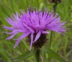 Zaden knoopkruid (Centaurea jacea) - inheems, Ophalen of Verzenden, Voorjaar, Volle zon, Zaad