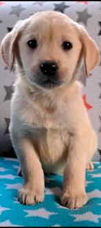 Prachtige kruising golden Retriever x Labrador, Golden retriever, Nederland, 8 tot 15 weken, CDV (hondenziekte)