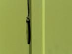 Shungite shungiet hanger donut mineralen, Overige voorstellingen, Zwart, Nieuw, Steen of Mineraal