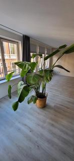 Strelitzia, Huis en Inrichting, Kamerplanten, Ophalen, Overige soorten, 200 cm of meer