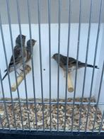 Bastaard 2025, Dieren en Toebehoren, Vogels | Overige Vogels, Meerdere dieren, Wildzangvogel, Geringd