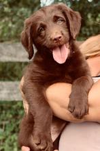 Geweldige F1 labradoodle puppies! Australisch bloed!!, Dieren en Toebehoren, CDV (hondenziekte), 8 tot 15 weken, Meerdere, Meerdere dieren