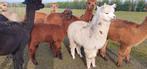 Alpaca hengsten 2025, Dieren en Toebehoren, Overige Dieren, Juli, Mannelijk