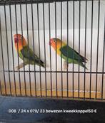 Fischeri, Dieren en Toebehoren, Meerdere dieren, Dwergpapegaai of Agapornis, Geringd