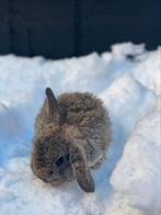 konijntje te koop, Dieren en Toebehoren, Konijnen, Meerdere dieren, Middelgroot, 0 tot 2 jaar