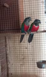 Koppel pyrrhura perlata, Dieren en Toebehoren, Meerdere dieren, Parkiet, Geringd
