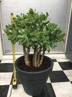 Grote Crassula, Huis en Inrichting, Kamerplanten, Ophalen, In pot, Halfschaduw, Minder dan 100 cm