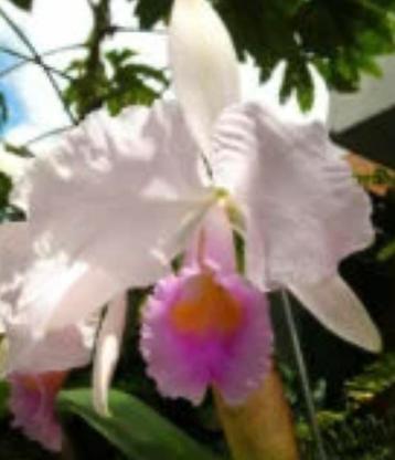 Cattleya Cappei jonge plant beschikbaar voor biedingen