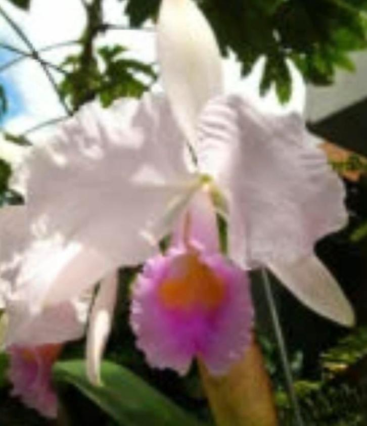 Cattleya Cappei jonge plant, Tuin en Terras, Bloembollen en Zaden, Volle zon, Ophalen of Verzenden