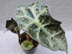 Alocasia Polly Pink Variegata p7 (3), Huis en Inrichting, Overige soorten, Minder dan 100 cm, Ophalen of Verzenden, Halfschaduw