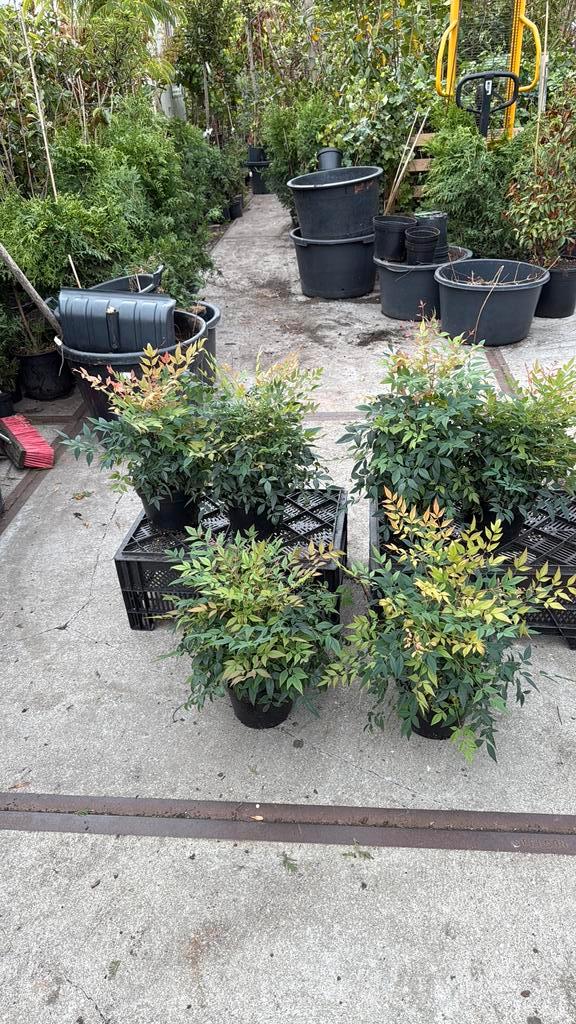 Nandina domestica of hemelse bamboe woekert niet bladhoudend, Tuin en Terras, Planten | Tuinplanten, Vaste plant, Halfschaduw