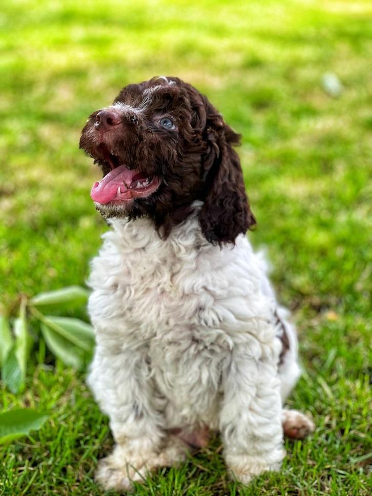 Waterhond pups bij ons geboren te koop, Dieren en Toebehoren, Honden | Retrievers, Spaniëls en Waterhonden, Meerdere dieren, Overige rassen