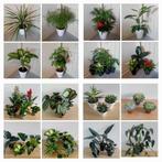 Kamerplanten vanaf 5 euro, Huis en Inrichting, Kamerplanten, Ophalen, Overige soorten, Halfschaduw, In pot