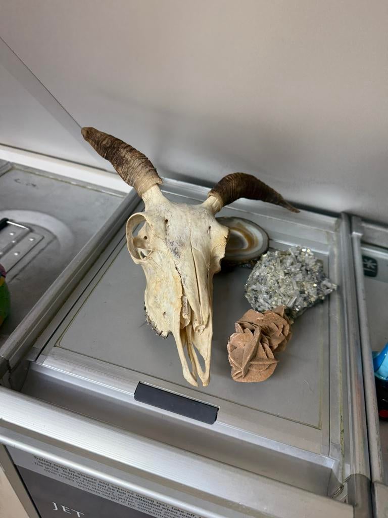 Te koop moeflon gewei schedel, Verzamelen, Dierenverzamelingen, Ophalen of Verzenden, Hert, Schedel