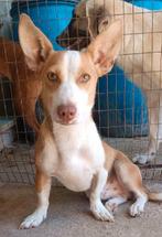 ACE: Dalilo is altijd in voor een knuffel, Particulier, 15 weken tot 1 jaar, Reu, Buitenland