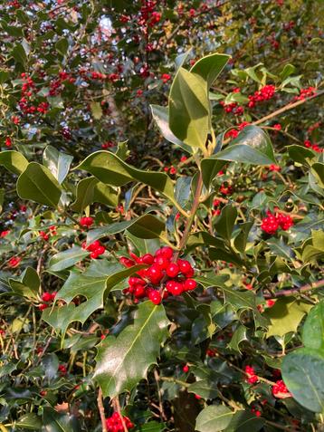 Mooie rode bessen takken voor kerst of gewoon voor boeket beschikbaar voor biedingen