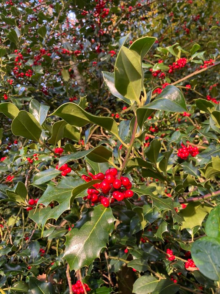 Mooie rode bessen takken voor kerst of gewoon voor boeket, Tuin en Terras, Planten | Struiken en Hagen, Struik, Hulst, Minder dan 100 cm