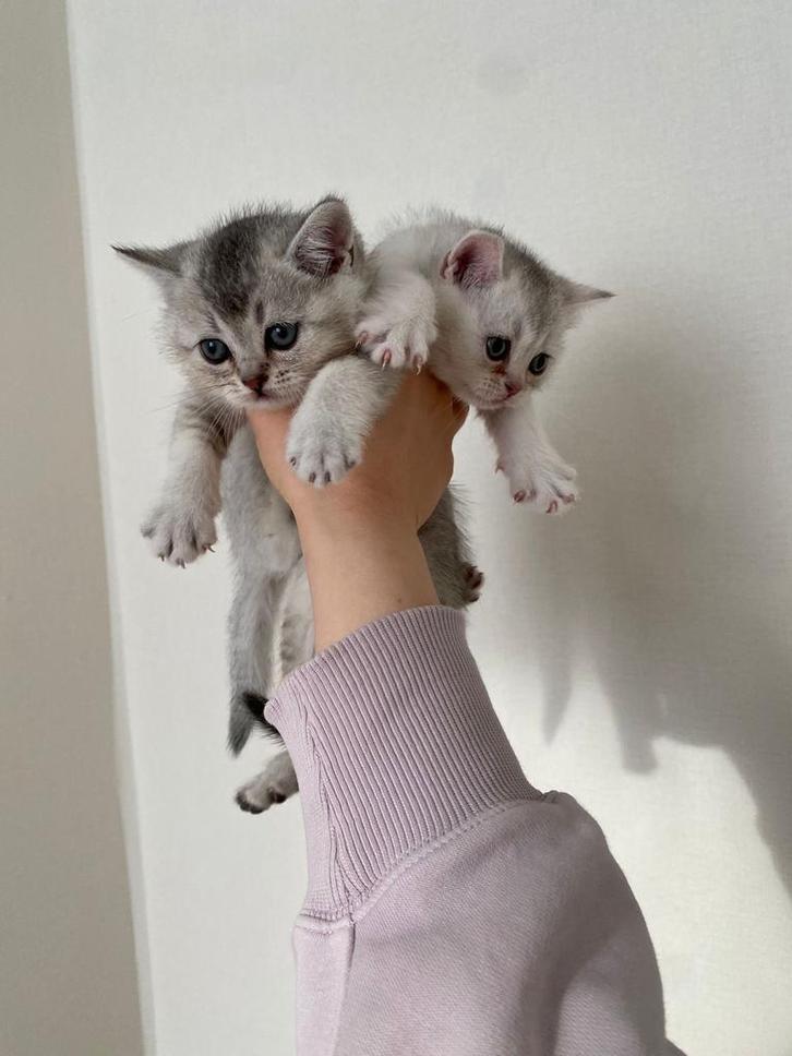 Raszuivere Britse kortharen - LAATSTE 2 OVER, Dieren en Toebehoren, Katten en Kittens | Raskatten | Korthaar, Meerdere dieren