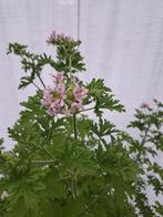 Geranium groot vol bloemen en met bloempot 140 cm hoog, Ophalen, Zomer, Overige soorten, Volle zon