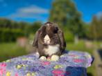 Choco vm minilop rammetje, Mannelijk, Dwerg, Hangoor, 0 tot 2 jaar