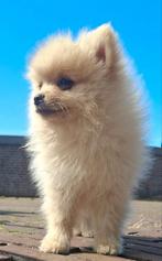 Te koop aangeboden pomeriaan puppies Reutjes /Mannetjes, Dieren en Toebehoren, Honden | Chihuahua's en Gezelschapshonden, Parvo