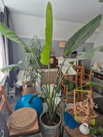 Strelitzia te koop, Huis en Inrichting, Kamerplanten, Ophalen, Overige soorten
